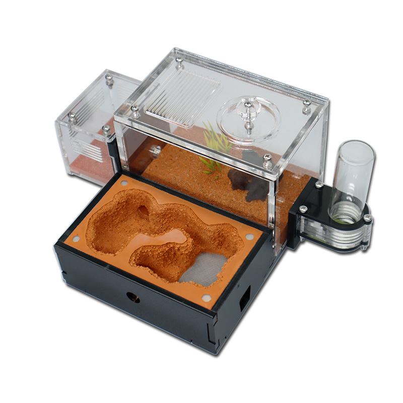 Yellow Soil Ant Farm with Exte - Begonia Rex 评论和价格