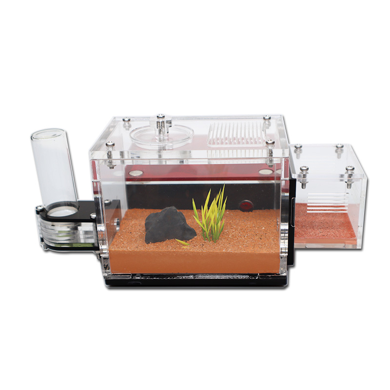 Yellow Soil Ant Farm with Exte - Begonia Rex 评论和价格
