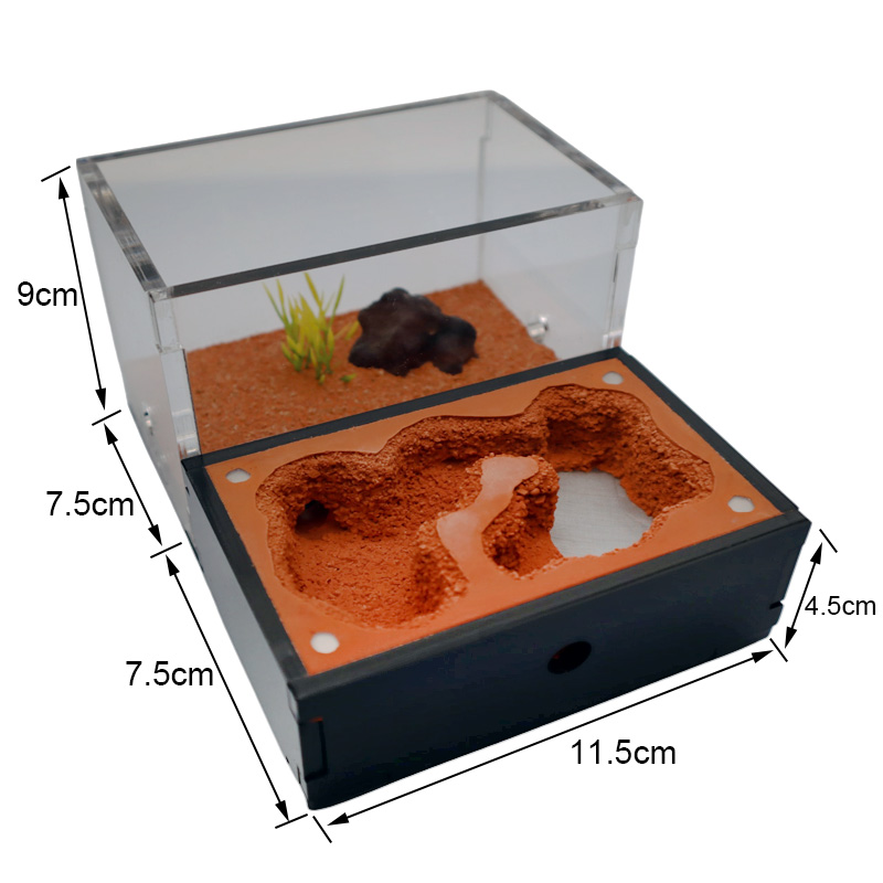 Yellow Soil Ant Farm with Exte - Begonia Rex 评论和价格