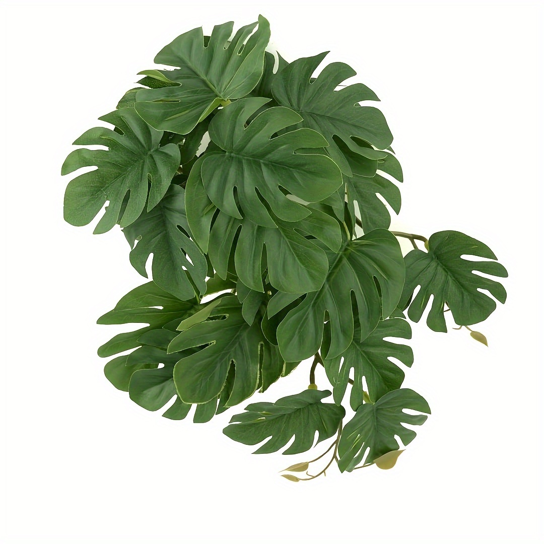 Reptile Plants for Terrarium A - Monstera Adansonii 评论和价格