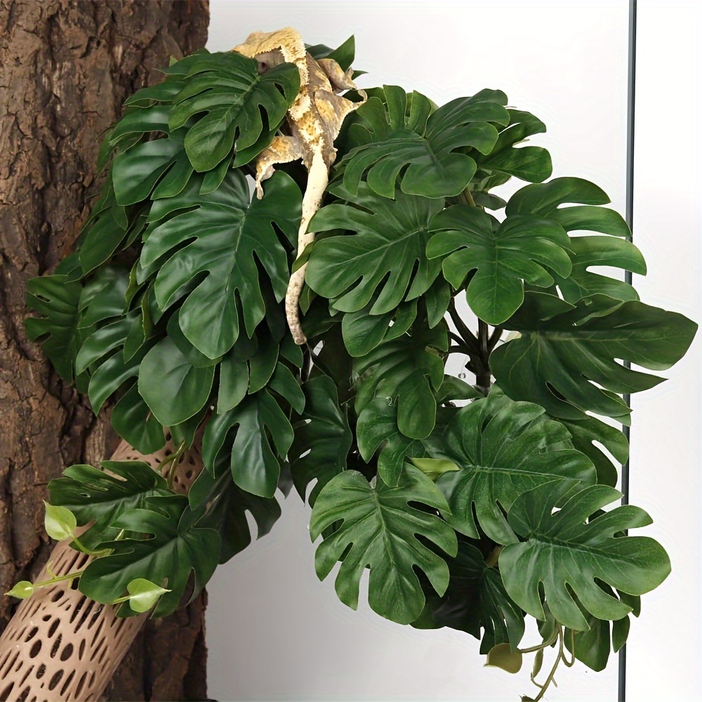 Reptile Plants for Terrarium A - Monstera Adansonii 评论和价格