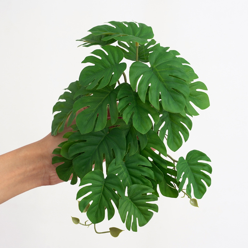 Reptile Plants for Terrarium A - Monstera Adansonii 评论和价格
